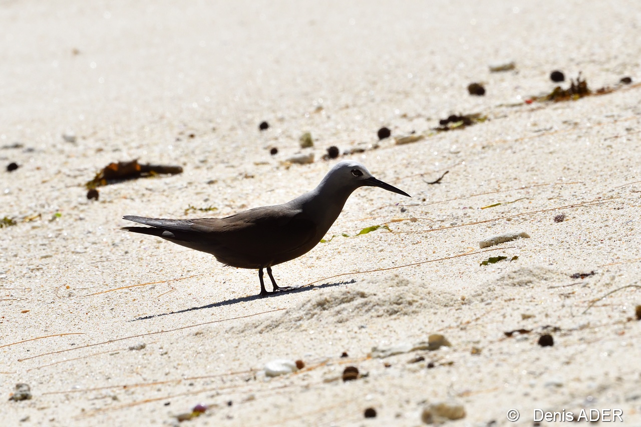 DSC_8712 Anous stolidus brown noddy_tn.jpg